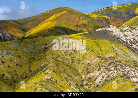 Monolopia, Fiddlenecks, Phacelia, gamma Tremblor, Carrizo Plain monumento nazionale, San Luis Obispo County, California Foto Stock