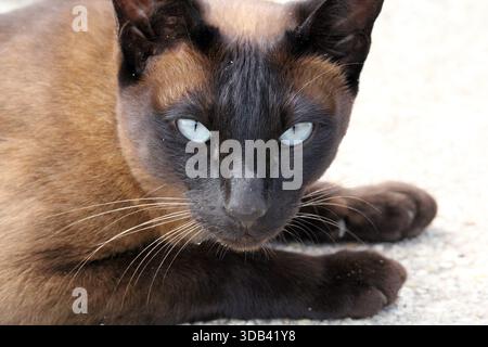 Primo piano ritratto di un gatto siamese marrone che si rilassa su una superficie di cemento Foto Stock