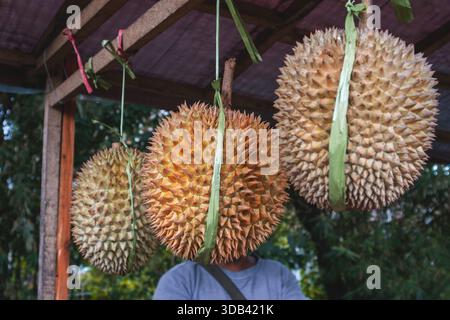 Primo piano di Durian, il re dei frutti. Conosciuto per il suo esterno pungente e la carne cremosa, popolare nei mercati tradizionali del sud-est asiatico. Foto Stock