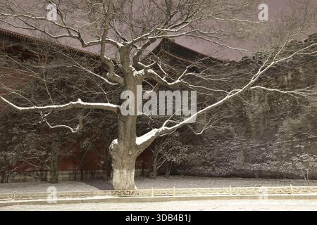 Scena di neve alla città Proibita in inverno Pechino, Cina Foto Stock