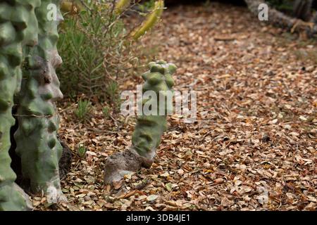 Una vista di un cactus totem. Foto Stock