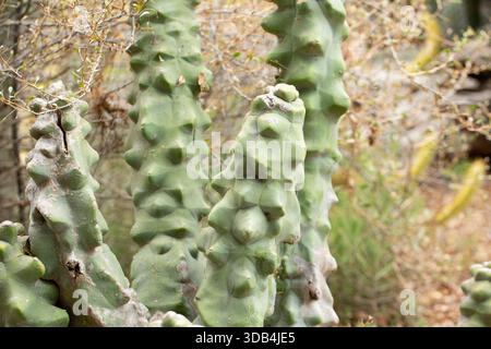 Una vista di un cactus totem. Foto Stock