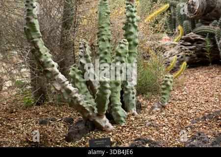 Una vista di un cactus totem. Foto Stock