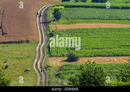 La tortuosa strada sterrata si snoda attraverso vivaci campi verdi, con mucche che pascolano nelle vicinanze, mostrando la serenità della vita rurale in una giornata di sole. Foto Stock