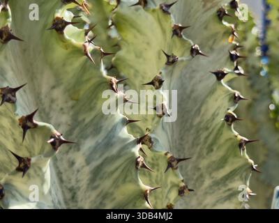 Una vista ravvicinata delle spine delle piante di cactus dell'euforbia ammak, in mostra in un vivaio. Foto Stock