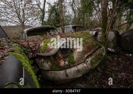 Auto d'epoca ricoperte di muschio in un cimitero di auto francese troppo grande - carrozzerie classiche arrugginite recuperate dalla natura Foto Stock