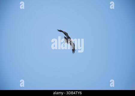 Raptor maestoso che si innalza in un cielo blu limpido Foto Stock