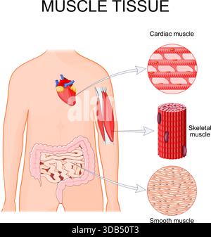 Tipi di tessuto muscolare. Muscolo cardiaco nel cuore, muscolo scheletrico come bicipiti e triceps, tessuto liscio nel tratto gastrointestinale, intestino e piccolo int Illustrazione Vettoriale