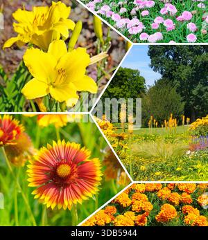 Un collage fotografico luminoso mostra vari fiori estivi vibranti, tra cui gialli gialli gialli, dianthus rosa e calendule arancioni, Foto Stock