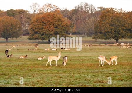 Una mandria di cervi a riposo a Richmond Park, Richmond, Londra, Inghilterra Foto Stock