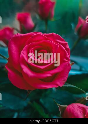 "Primo piano di una delicata rosa in pieno fiore con petali a strati morbidi e sfondo bokeh naturale Foto Stock