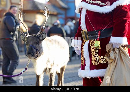 Thale, Germania. 14 dicembre 2025. Elsa, la renna, è fuori e fuori con "Babbo Natale" al mercatino di Natale nel villaggio delle streghe a Hexentanzplatz. Le renne dello zoo di Hexentanzplatz sono state preparate per l'escursione per un lungo periodo di tempo. Crediti: Matthias Bein/dpa/ZB/dpa/Alamy Live News Foto Stock
