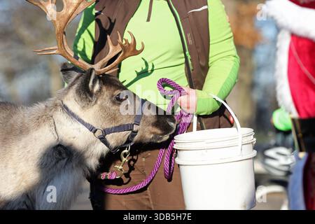 Thale, Germania. 14 dicembre 2025. La renna Elsa è in giro con la guardiana Lisa al mercatino di Natale nel villaggio delle streghe di Hexentanzplatz. Le renne dello zoo di Hexentanzplatz sono state preparate per il viaggio per un lungo periodo di tempo. Crediti: Matthias Bein/dpa/ZB/dpa/Alamy Live News Foto Stock