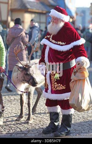 Thale, Germania. 14 dicembre 2025. Elsa, la renna, è fuori e fuori con "Babbo Natale" al mercatino di Natale nel villaggio delle streghe a Hexentanzplatz. Le renne dello zoo di Hexentanzplatz sono state preparate per l'escursione per un lungo periodo di tempo. Crediti: Matthias Bein/dpa/ZB/dpa/Alamy Live News Foto Stock