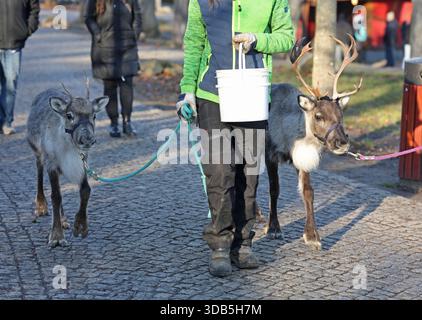 Thale, Germania. 14 dicembre 2025. Due renne sono fuori e in giro con la custode di animali Lisa al mercatino di Natale nel villaggio delle streghe di Hexentanzplatz. Le renne dello zoo di Hexentanzplatz sono state preparate per il viaggio per un lungo periodo di tempo. Crediti: Matthias Bein/dpa/ZB/dpa/Alamy Live News Foto Stock