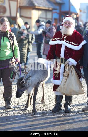 Thale, Germania. 14 dicembre 2025. Elsa, la renna, è fuori e fuori con "Babbo Natale" al mercatino di Natale nel villaggio delle streghe a Hexentanzplatz. Le renne dello zoo di Hexentanzplatz sono state preparate per l'escursione per un lungo periodo di tempo. Crediti: Matthias Bein/dpa/ZB/dpa/Alamy Live News Foto Stock