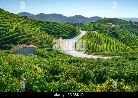 Strada tortuosa che attraversa i ripidi vigneti terrazzati di Prosecco vicino a Valdobbiadene, Treviso, paesaggio UNESCO in Veneto, Italia Foto Stock