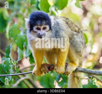 Scimmia di scoiattolo con tappo nero, Saimiri boliviensis, originaria del Sud America Foto Stock