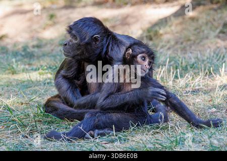 Scimmia ragno colmbiana, Ateles fusciceps rufiventris, con giovane, una sottospecie della scimmia ragno dalla testa nera, Foto Stock