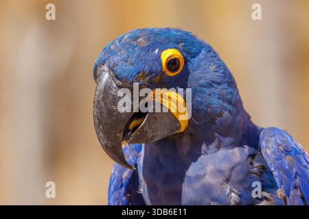 Macao Giacinto, Anodorhynchus hyacinthinus, nativo del Sud America Foto Stock