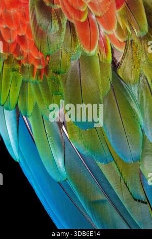 Ara chloropterus, nativa del Sud America Foto Stock