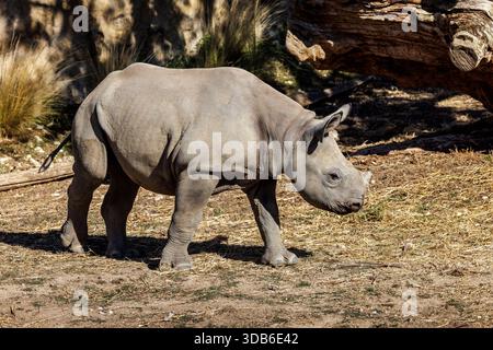Giovane vitello rinoceronte nero, Diceros bicornis, nativo dell'Africa Foto Stock