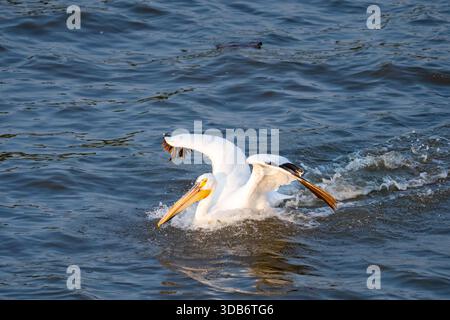 Un pellicano bianco si tuffa nell'acqua increspata e le ali si spalmano. Foto Stock