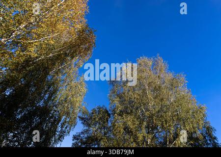 foresta mista con alberi decidui contro il cielo blu in autunno, cime degli alberi durante la caduta delle foglie Foto Stock