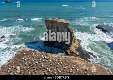 La Muriwai Gannet Colony, un iconico spettacolo della fauna selvatica neozelandese dove le gannette Australasiane ricoprono le rocce nidificanti sopra il Mare di Tasman Foto Stock