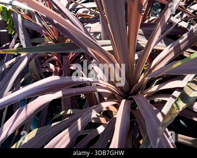 A view of a red cordyline australis plant. Foto Stock