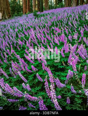 Lupin, montagna di Sequoia e Kings Canyon National Park, California Foto Stock