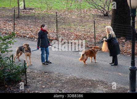 camminare i cani, stati uniti Foto Stock