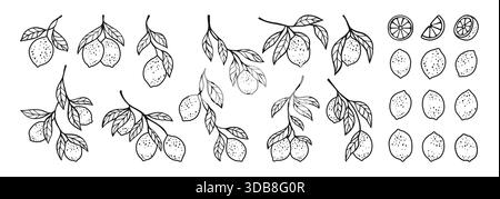 Set di limoni disegnati a mano. Diversi rami di limone con raccolta botanica di foglie. Gli agrumi freschi e succosi astraggono i limoni interi o tagliati. Elementi di design Fruits doodle illustrazione vettoriale vintage Illustrazione Vettoriale