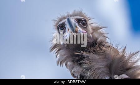 Un affascinante ritratto dall'angolazione bassa che cattura l'espressione vigile e leggermente curiosa di un Vulture. Questa prospettiva unica è stata catturata durante un f Foto Stock