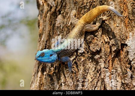 Un colorato albero del sud maschile agama (Acanthocercus atricollis) in un albero, il Parco Nazionale di Kruger, Sud Africa Foto Stock