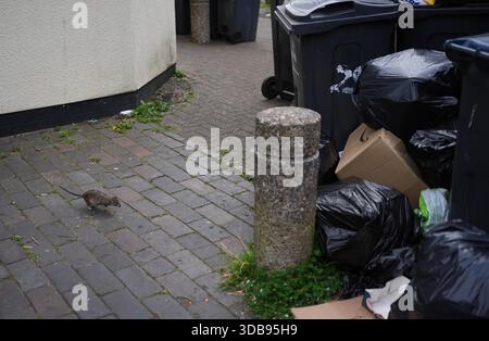 REVISIONE PA DELL'ANNO 2025. Foto del file datata 15/04/25: Un topo corre verso i sacchi della spazzatura in Poplar Road a Birmingham durante un lungo sciopero da parte dei raccoglitori di rifiuti. Centinaia di lavoratori sono stati in sciopero a tutto tondo, che ha portato alla raccolta di rifiuti per le strade. Data di pubblicazione: Lunedì 15 dicembre 2025. Foto Stock