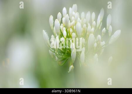 Primo piano di gemme di agapanto bianche coperte da gocce di pioggia dopo una doccia. Profondità di campo ridotta con primo piano leggermente sfocato per un'area delicata e ariosa Foto Stock