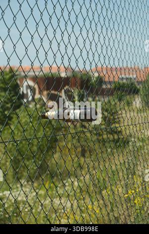 Immagine unica di una bottiglia di vetro scuro incastrata su una recinzione in rete metallica, contro alberi sfocati. Foto Stock