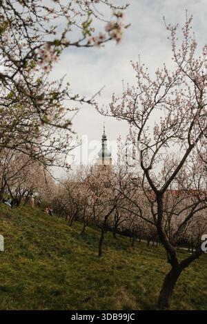 Tranquillo paesaggio primaverile caratterizzato da una torre storica incorniciata da alberi in fiore che catturano un momento di pace. Foto Stock