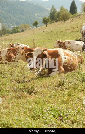 Tranquilla scena di bovini bianchi e castani che si godono di lussureggianti pascoli verdi, bagnati dalla calda luce del sole. Foto Stock