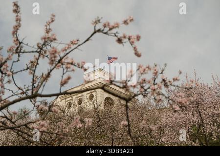 I delicati fiori rosa fanno da cornice all'iconico palazzo del governo degli Stati Uniti, che celebra la primavera a Washington DC. Foto Stock