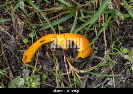 peperone dolce di colore giallo brillante che si stende nello sporco con un po' di erba Foto Stock