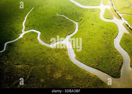 Vista aerea dei tortuosi corsi d'acqua che si snodano attraverso le vibranti paludi verdi, creando un arazzo dell'arte della natura da un alto punto panoramico, Eastbou Foto Stock