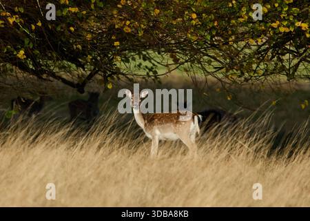 Un capriolo maturo di cervo in erba lunga che guarda la telecamera. Foto Stock