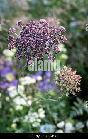Daucus carota "Dara" Foto Stock