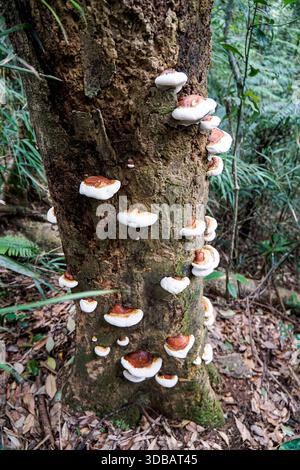 Numerosi funghi funghi a staffa che crescono su un tronco di albero in una lussureggiante foresta tropicale, mostrando biodiversità e decomposizione naturale. Foto Stock