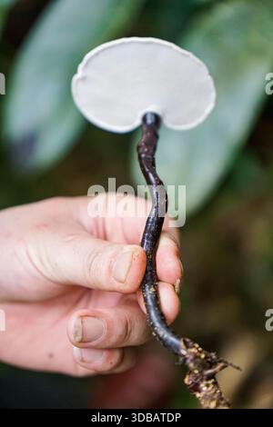 Mano che tiene in mano un fungo selvatico con un gambo ritorto scuro e cappuccio bianco in un ambiente della foresta tropicale. Foto Stock