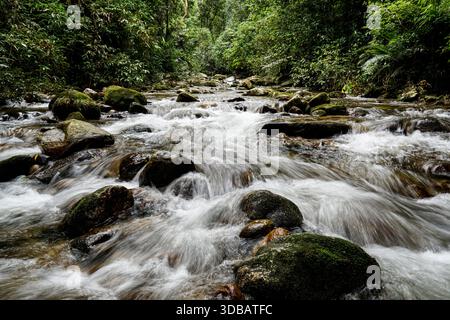Il fiume scorre veloce e scorre su rocce mossy in un lussureggiante paesaggio tropicale nella giungla. Foto Stock