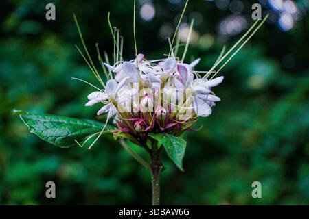 Foto macro di esotici fiori bianchi di Clerodendrum con lunghi stami e gemme viola su sfondo bokeh verde scuro. Foto Stock