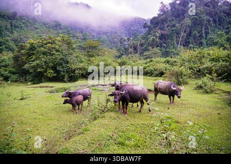 Branco di bufali d'acqua che pascolano in un lussureggiante pascolo verde sullo sfondo nebbioso della foresta tropicale di montagna nell'Asia rurale. Foto Stock